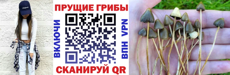купить наркотик  Партизанск  Галлюциногенные грибы Cubensis 